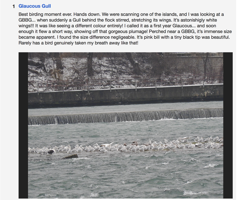 An entry from one of Vaughan’s eBird lists.